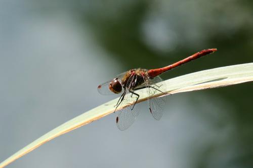 Sympetrum striolatum